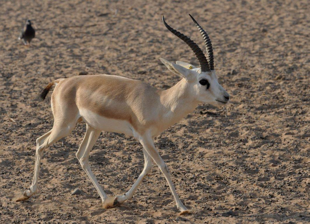 Anadolu Parsını avlayanlar yandı! Cezası 30 milyon lira - Resim: 18